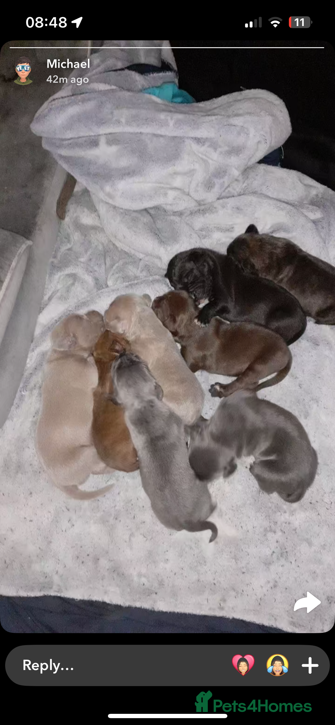 Mixed Breed dogs for sale: Cane corso x staff - Image 1
