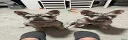 French Bulldog dogs for sale: 2 x French bulldogs  - Advert 2