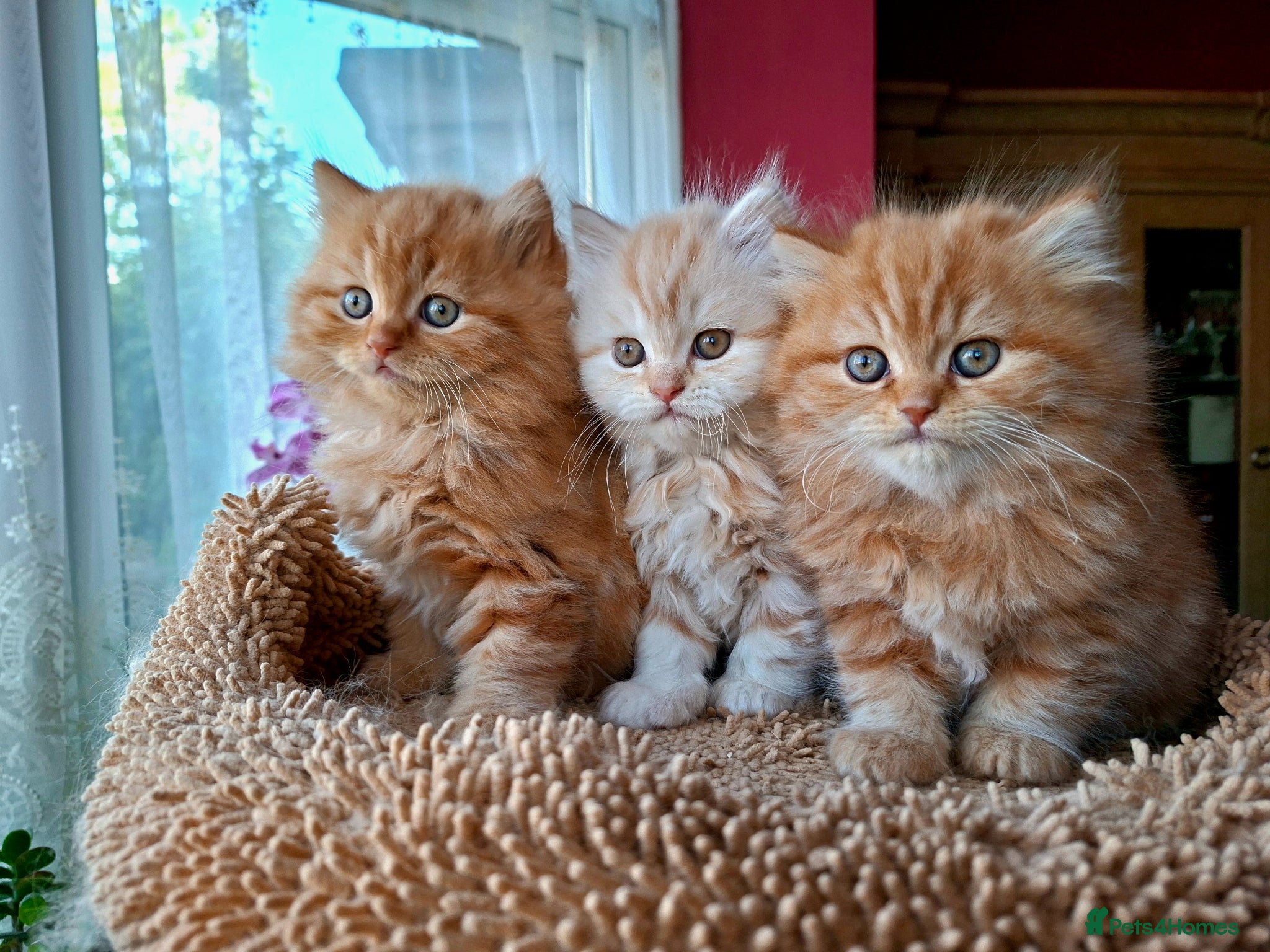 Scottish Fold cats for sale: Beautiful Scottish Straight Kittens for Sale - Advert 1