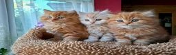 Scottish Fold cats for sale: Beautiful Scottish Straight Kittens for Sale - Advert 1