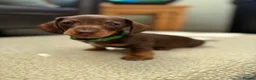 Miniature Dachshund dogs for sale: Miniature daschund  - Advert 8