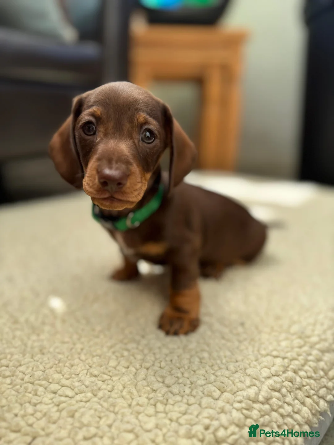 Miniature Dachshund dogs for sale: Miniature daschund  - Advert 8