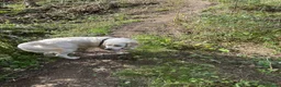 Golden Retriever dogs for sale: For sale male golden retriever  - Advert 5