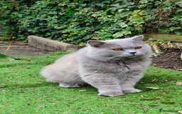 British Longhair cats for stud:  Exclusive British Blue Stud –  Friendly - Image 8