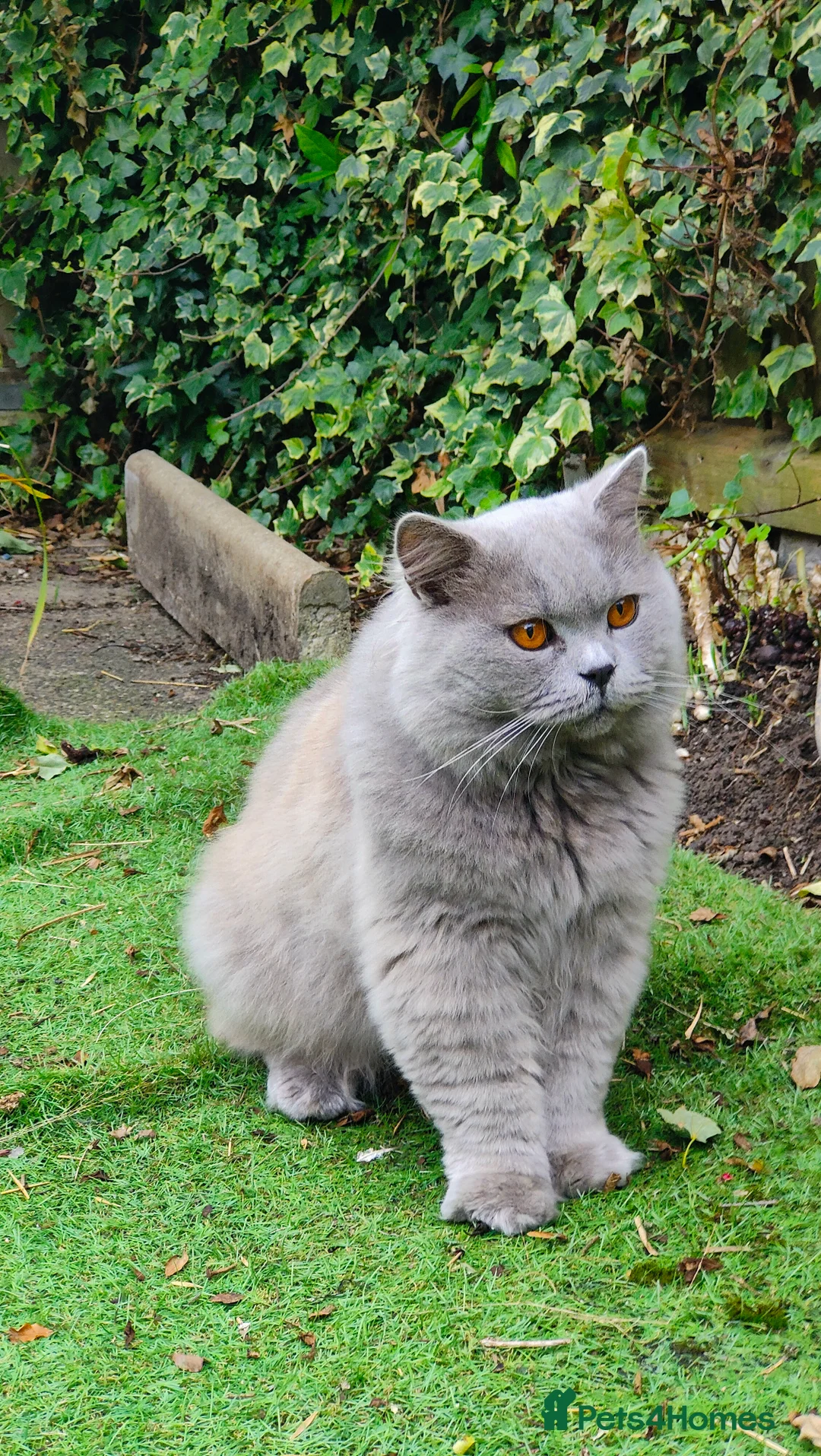 British Longhair cats for stud:  Exclusive British Blue Stud –  Friendly - Advert 1