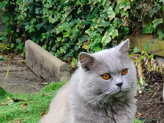 British Longhair cats Exclusive British Blue Stud – Friendly - Advert 7