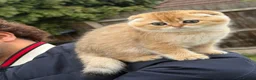 Scottish Fold cats for sale: British golden cat - Advert 10