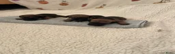 Border Terrier dogs for sale: 3 Border terrier pups kc registered - Advert 7