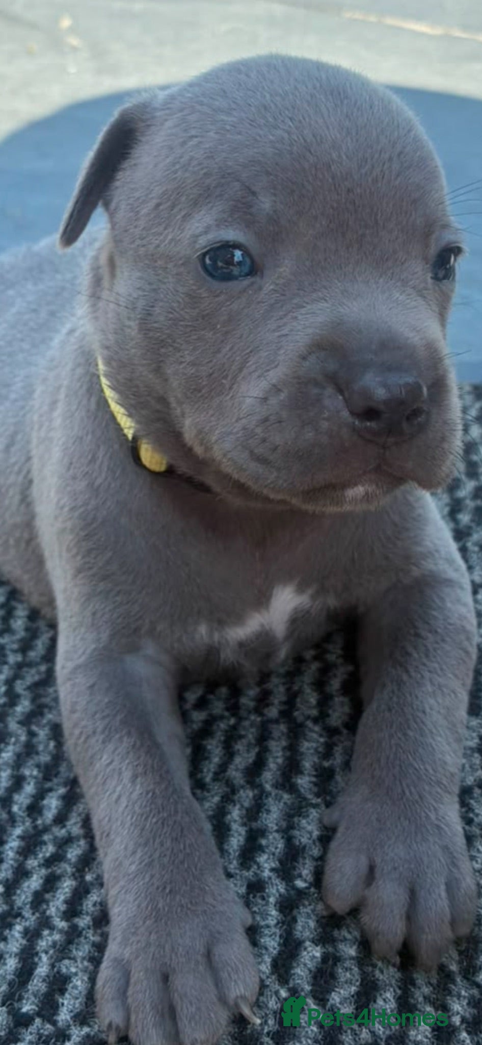 Staffordshire Bull Terrier dogs Staff puppies  - Advert 2