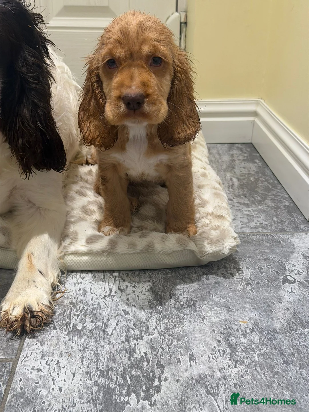 Cocker Spaniel dogs for sale: OUTSTANDING ADORABLE SHOW TYPE COCKER SPANIEL  - Advert 6