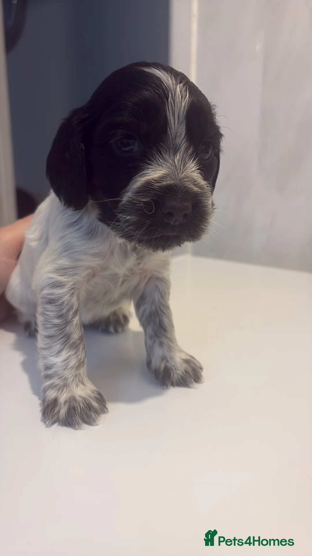 Cocker Spaniel dogs for sale: Cocker spaniel puppies  - Advert 5