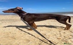 Dobermann dogs for sale: 4 years old female Doberman  - Image 2