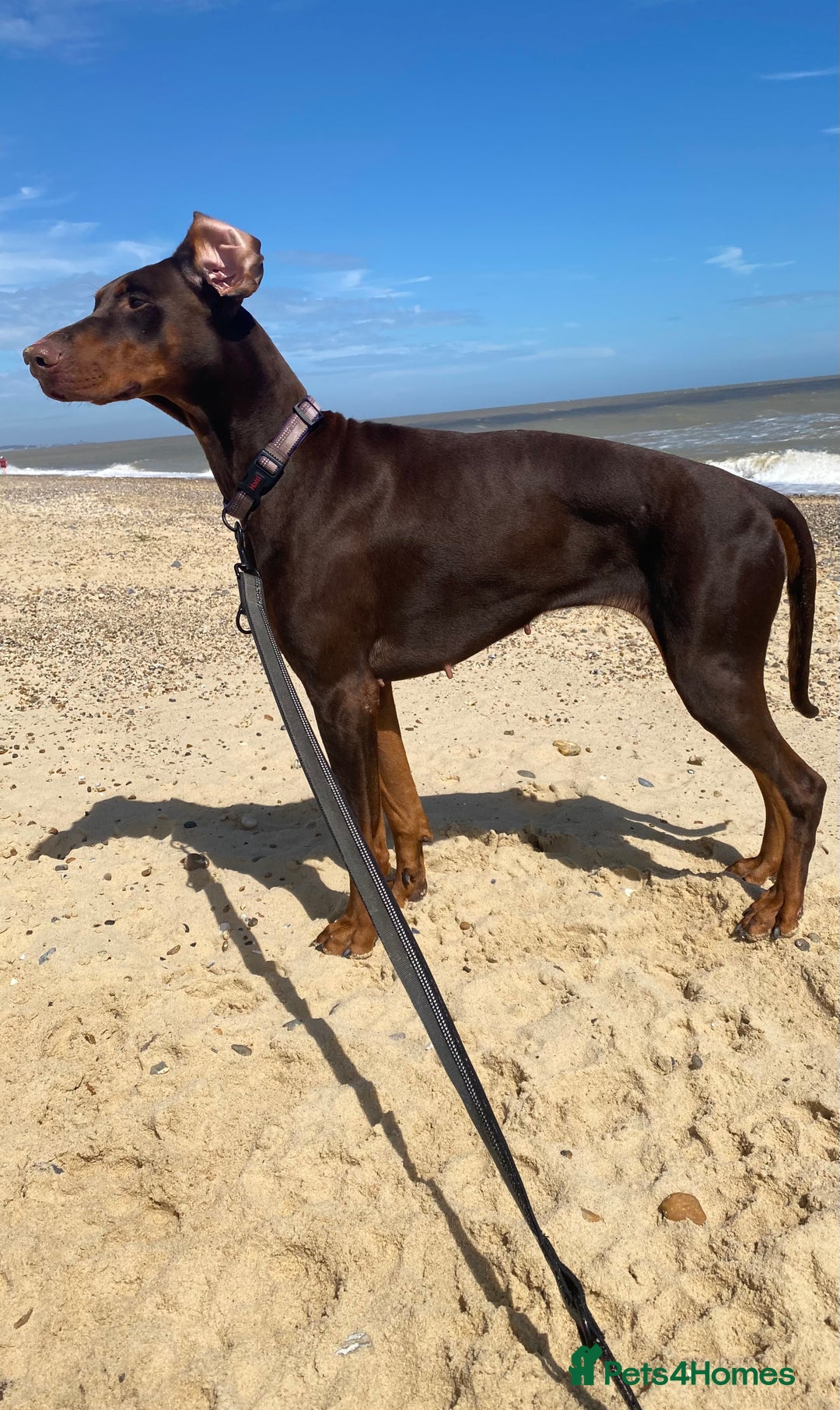 Dobermann dogs for sale: 4 years old female Doberman  - Image 2