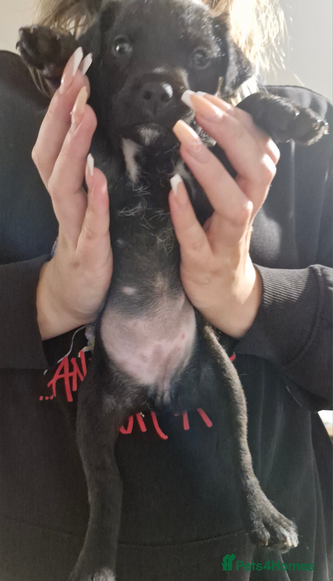 Patterdale Terrier dogs for sale: Patterdale x lakeland  - Image 6