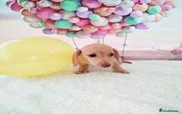 Miniature Dachshund dogs for sale: MINI CREAM DACHSHUND💥READY TO GO💥PRA CLEAR - Image 18