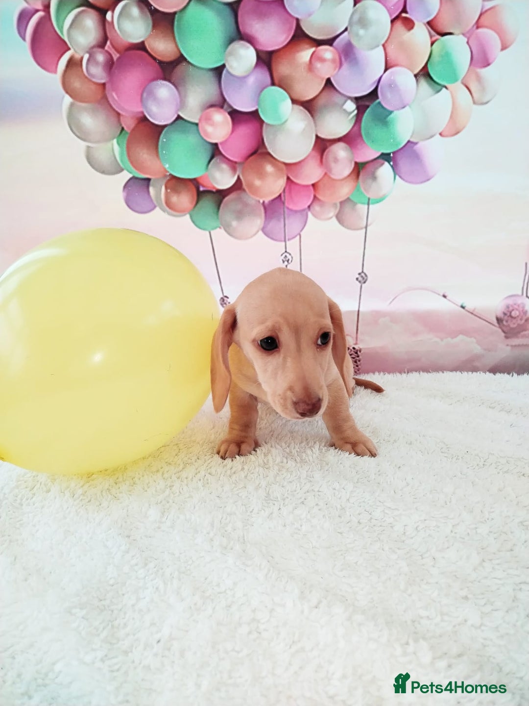 Miniature Dachshund dogs for sale: MINI CREAM DACHSHUND💥READY TO GO💥PRA CLEAR - Image 18
