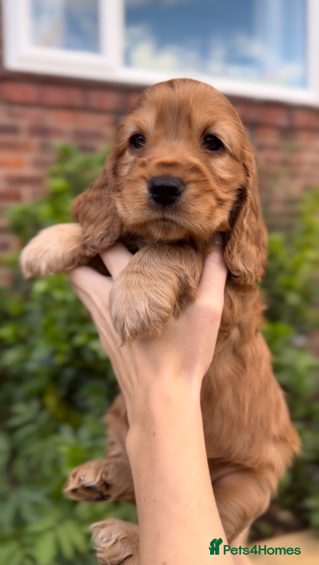 Cocker Spaniel dogs KC registered golden show cocker spaniel puppies - Advert 1