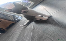 British Shorthair cats for sale: 3 Male kittens ready to be collected  - Image 3