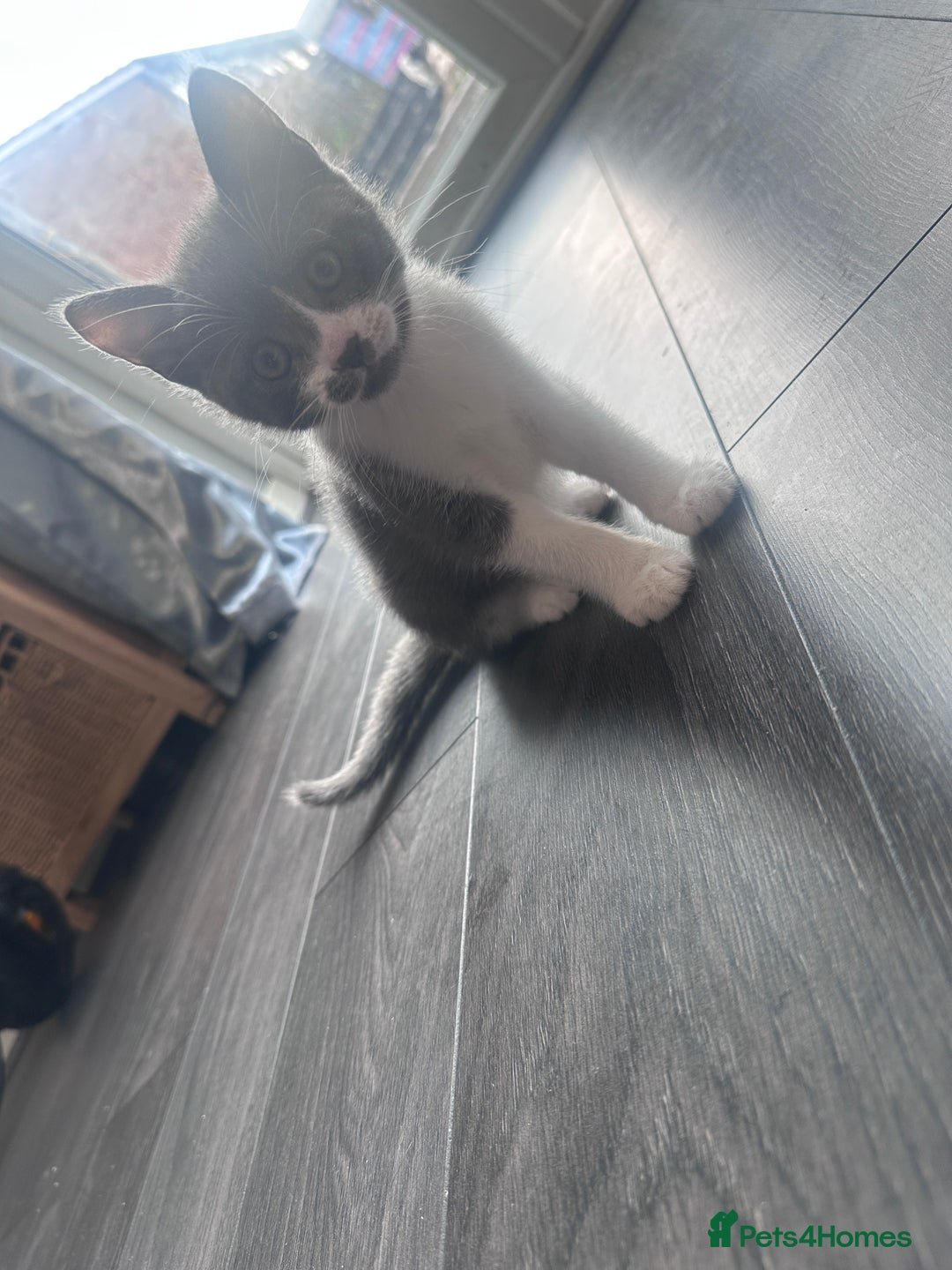 British Shorthair cats for sale: 3 Male kittens ready to be collected  - Image 3