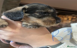 Dachshund dogs for sale: Kc Standard Wire Haired Dachshund Puppies - Image 12