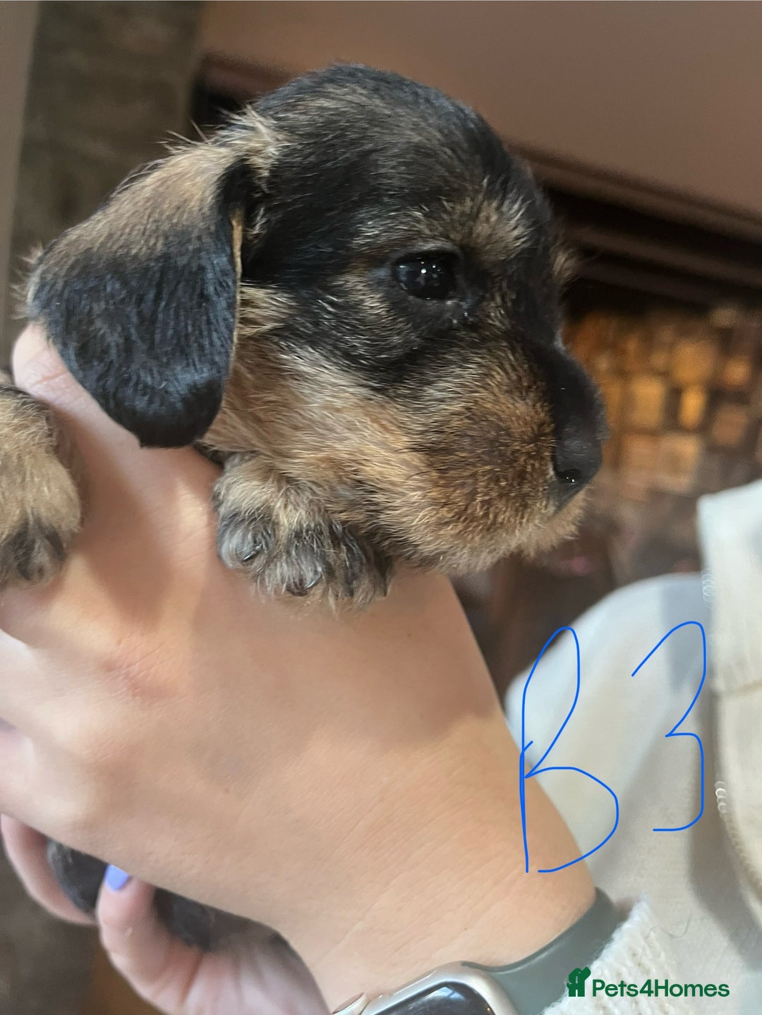 Dachshund dogs for sale: Kc Standard Wire Haired Dachshund Puppies - Image 12