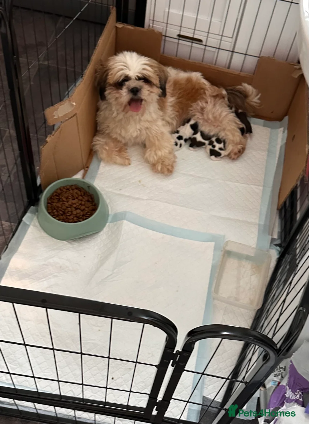 Shih Tzu dogs for sale:  Shih Tzu puppy  - Advert 13