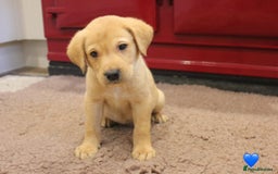 Labrador Retriever dogs for sale: Lovely Labrador Puppies ready next weekend - Image 19