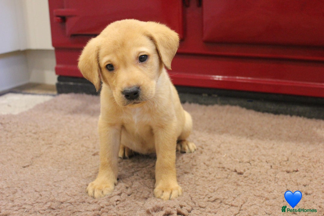 Labrador Retriever dogs for sale: Lovely Labrador Puppies ready next weekend - Image 19