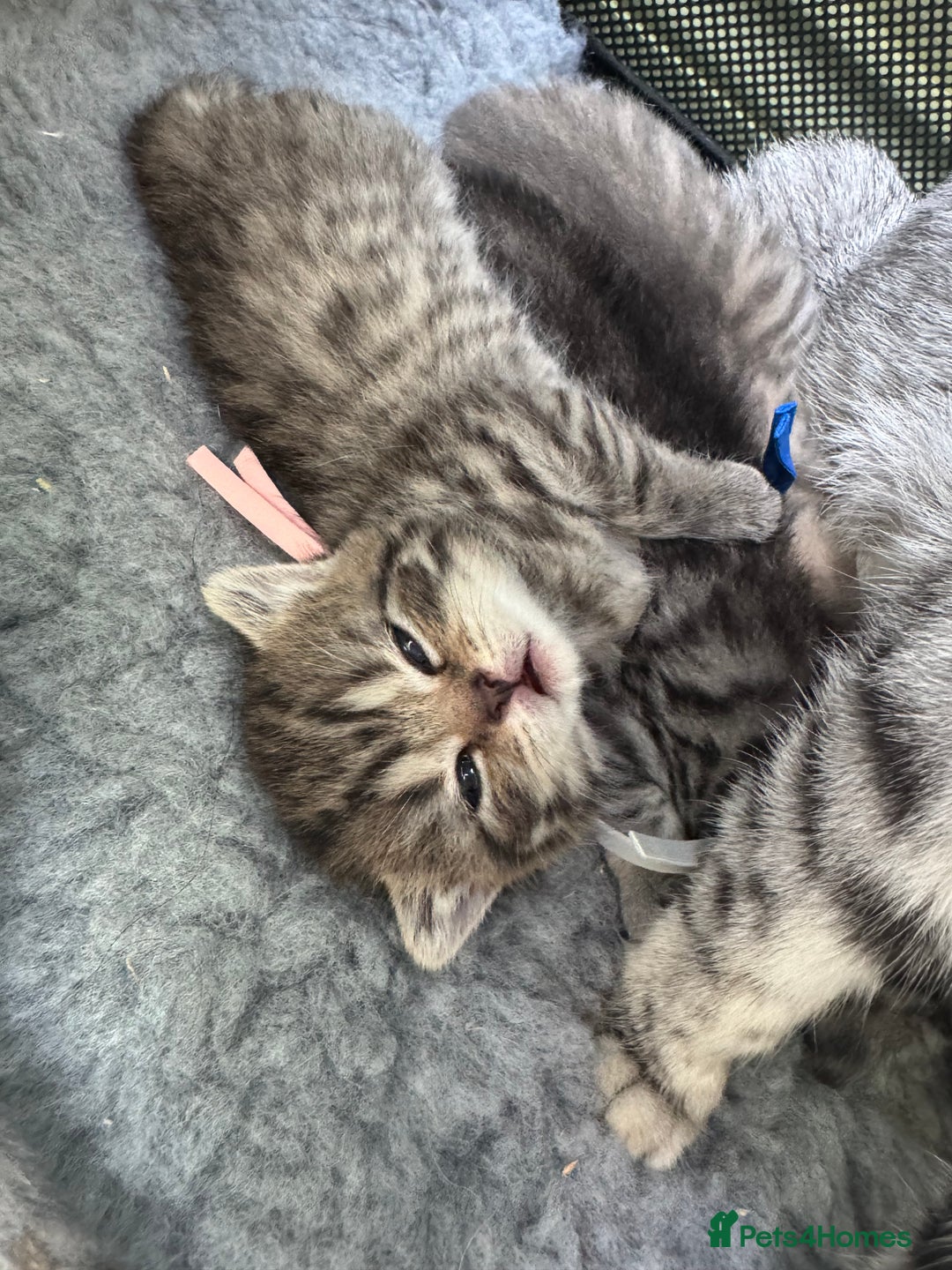 Scottish Fold cats for sale: Scottish fold/ Scottish striaght BSH kittens  - Image 16