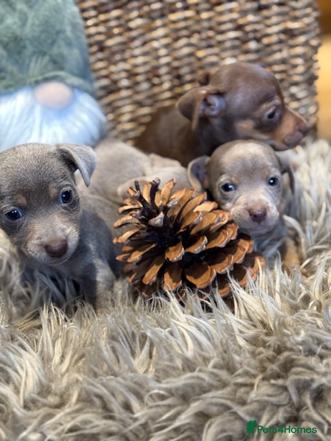 Jack Russell dogs for sale: STUNNING MINIATURE JRT's FOR SALE - Advert 2