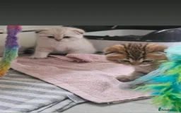Scottish Fold cats for sale: Full TICA reg Scottish fold ready now london  - Image 5