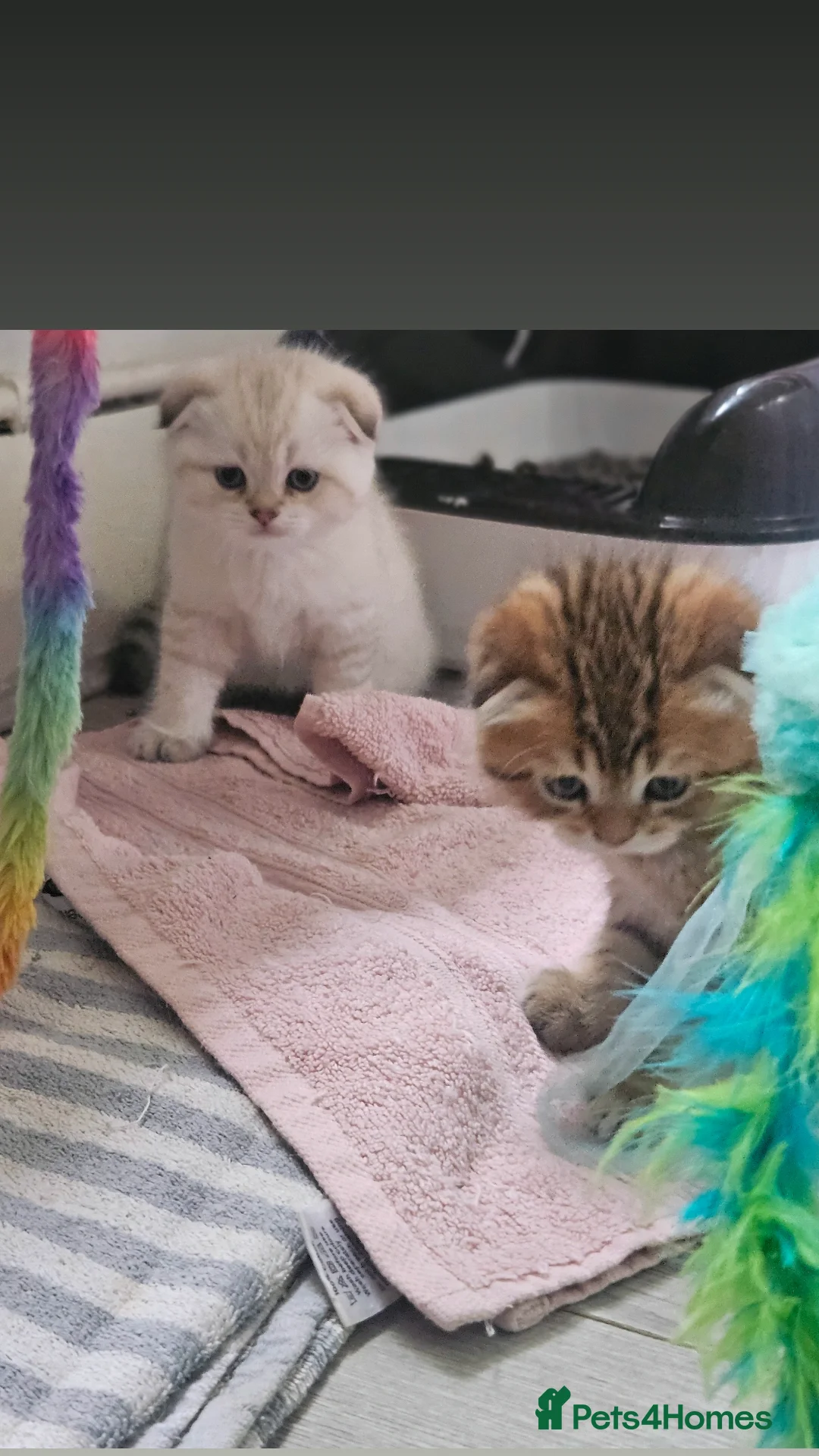 Scottish Fold cats for sale: Full TICA reg Scottish fold ready now london  - Image 5