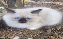 Ragdoll cats for sale: Adorable blue eyed ragdoll kittens - Image 9