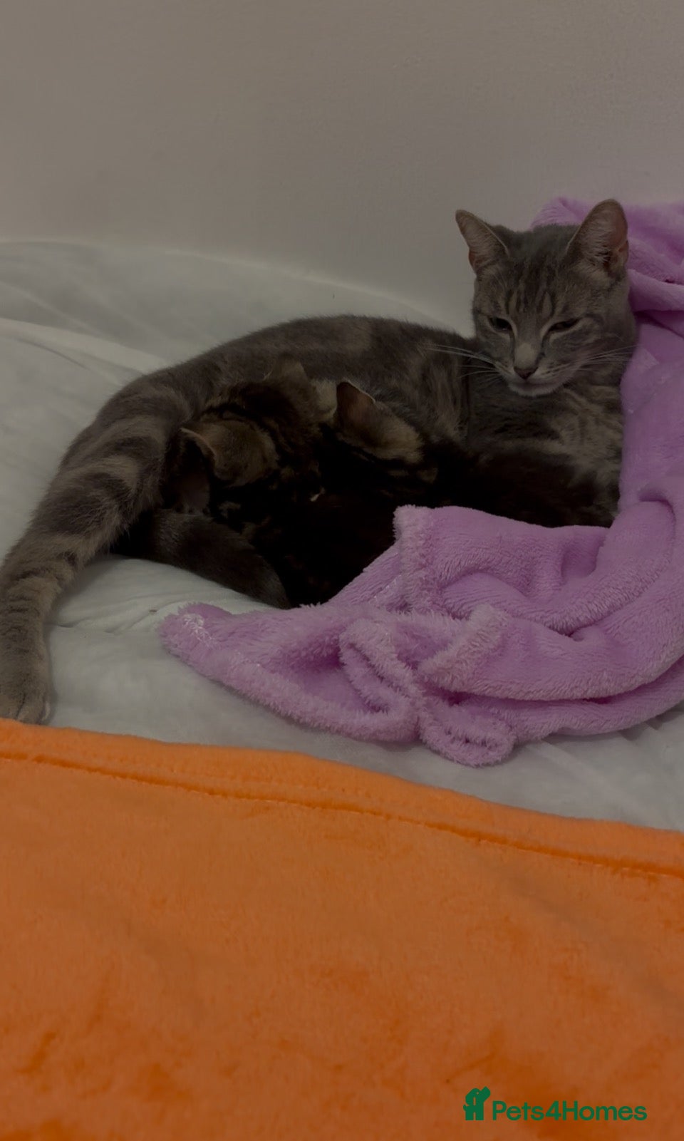Mixed Breed cats 3 beautiful tabby kittens 1 black kitten available - Advert 2