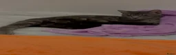 Mixed Breed cats for sale: 3 beautiful tabby kittens 1 black kitten available - Advert 1
