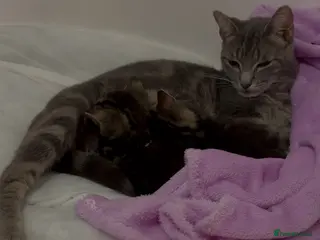 Mixed Breed cats 2 beautiful tabby kittens 1 black kitten available - Advert 1