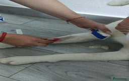 Mixed Breed dogs for adoption: 🌸MEET BIANCA - A Gentle Girl for a Loving Home - Advert 19