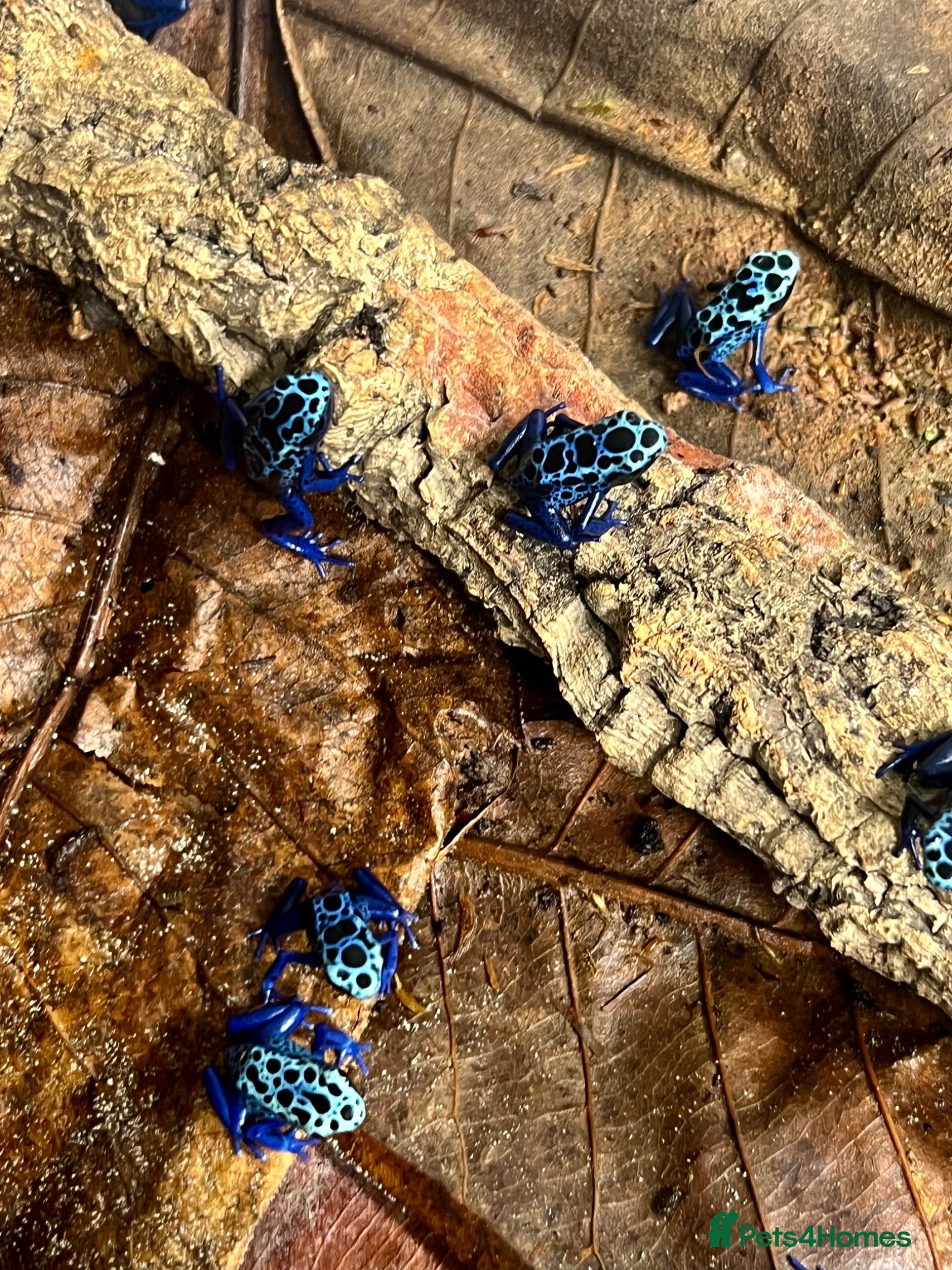 Frog reptiles Various dart frogs and tree frogs  - Advert 1