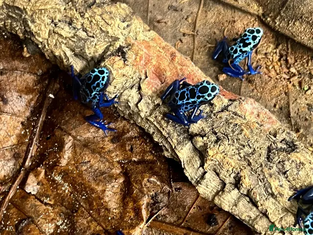 Frog reptiles Various dart frogs and tree frogs - Advert 1
