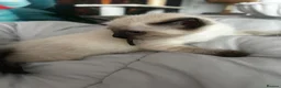 Siamese cats for sale: Stunning Siamese kittens  - Advert 4