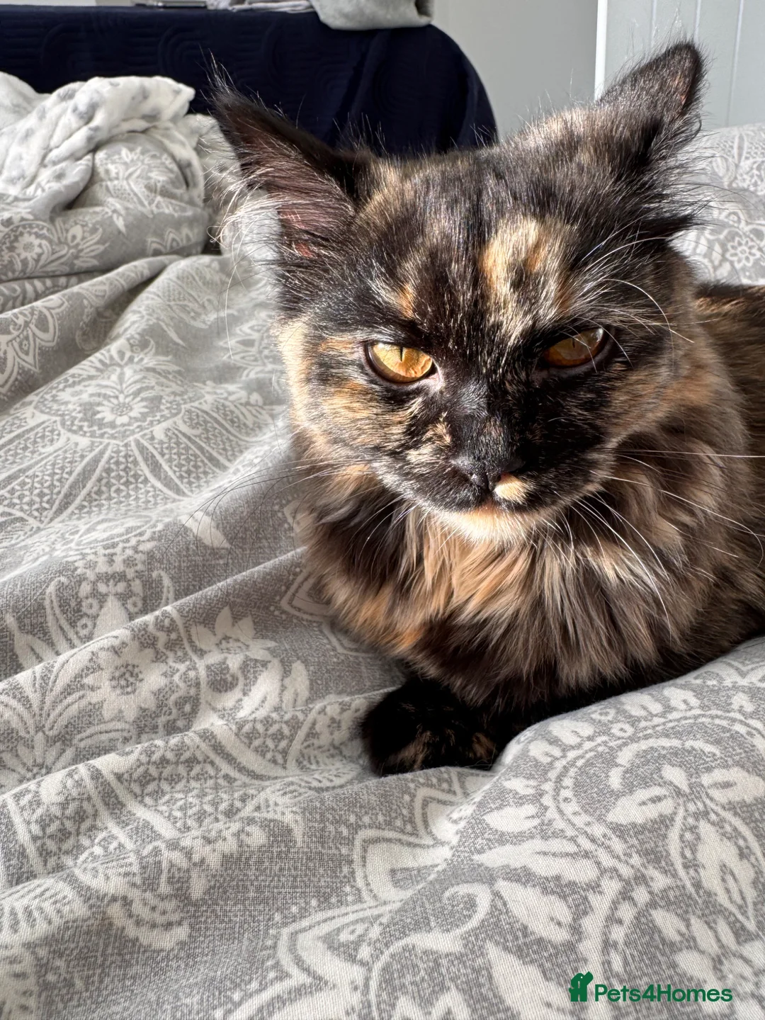 Siberian cats for sale: Adorable Siberian X Kittens - 1 Boy & 1 Girl - Advert 8