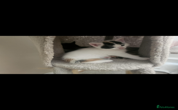 British Shorthair cats - Advert 9