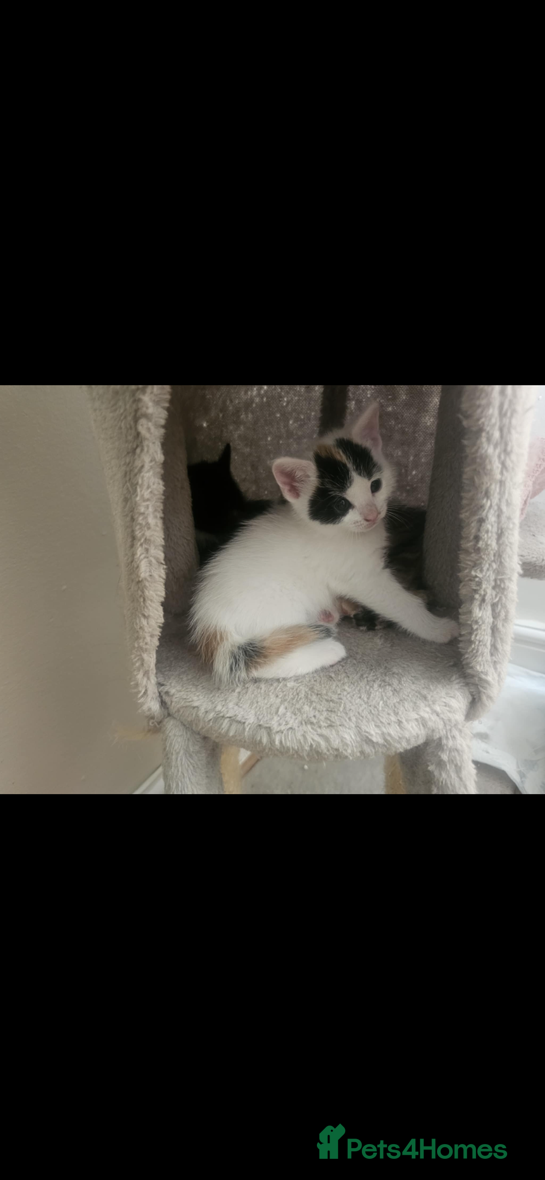 British Shorthair cats for sale: Kittens for sale  - Image 1