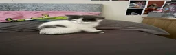 Mixed Breed cats for sale: This is nala  in Aberdeen - Advert 4