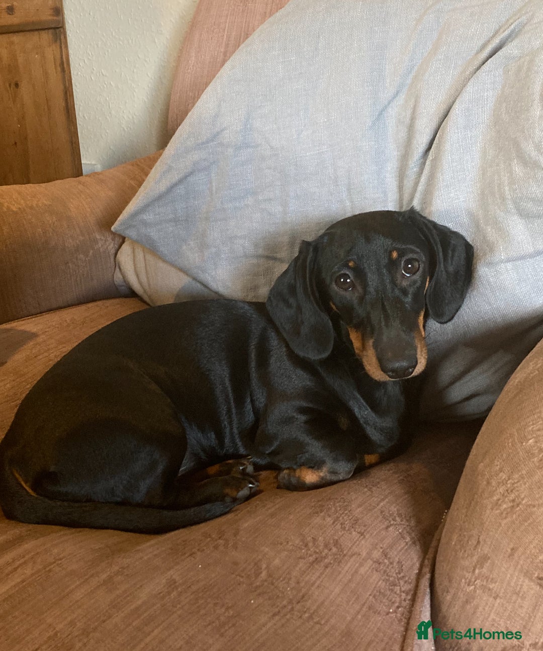 Miniature Dachshund dogs for sale: Beautiful KC miniature dachshund puppies - Advert 8