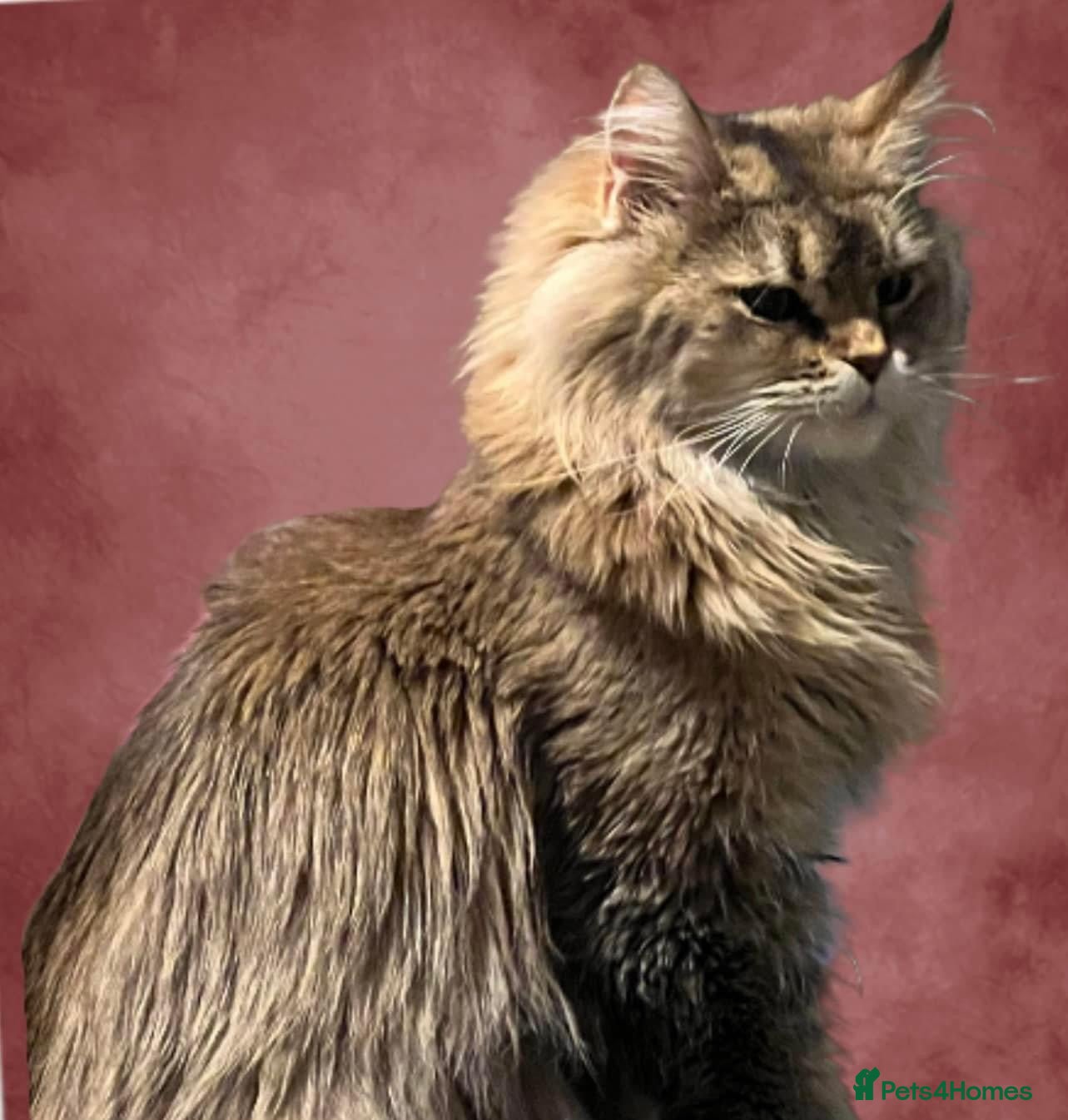 Maine Coon cats Maine coon female  in Wakefield - Advert 5