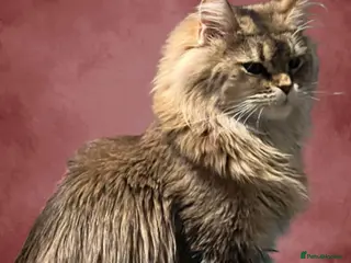 Maine Coon cats Maine coon female in Wakefield - Advert 5