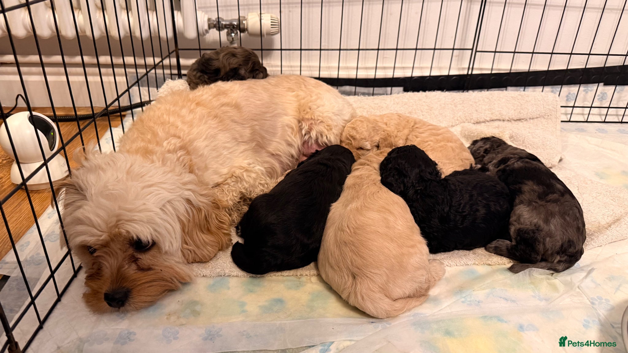 Cavapoo dogs Toy F2 Cavapoo’s ❤️🐾 - Advert 2