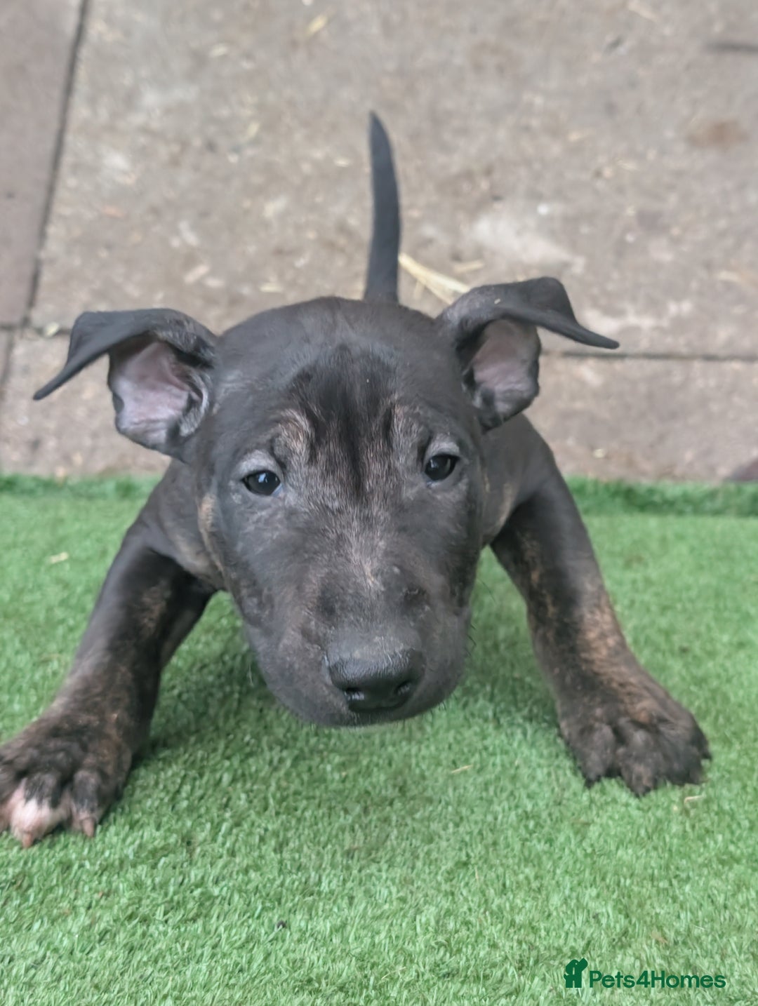 English Bull Terrier dogs for sale: Working line English bull terriers  - Advert 13