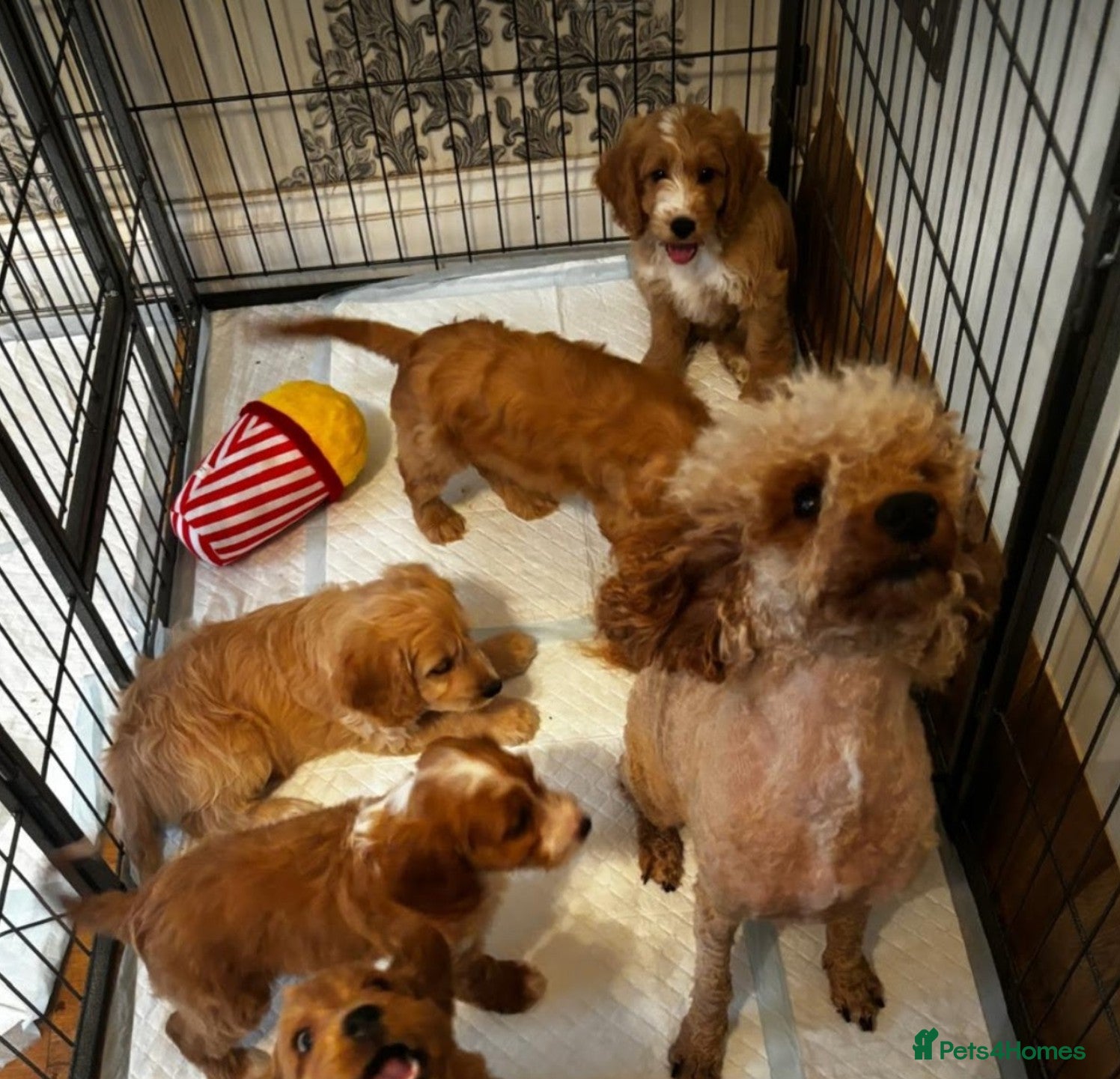 Cockapoo dogs Beautiful F1B cockapoo puppies ready now - Advert 2